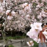 【競馬】桜花賞(阪神・G1) ステレンボッシュがG1初制覇!モレイラに導かれて桜のヒロインに !