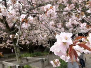 【競馬】桜花賞(阪神・G1)　ステレンボッシュがG1初制覇！モレイラに導かれて桜のヒロインに ！