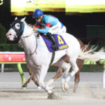 羽田盃覇者アマンテビアンコが東京ダービーを回避!骨瘤の痛みが悪化